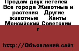 Продам двух нетелей - Все города Животные и растения » Другие животные   . Ханты-Мансийский,Советский г.
